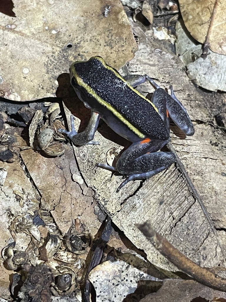 Gold-striped Frog