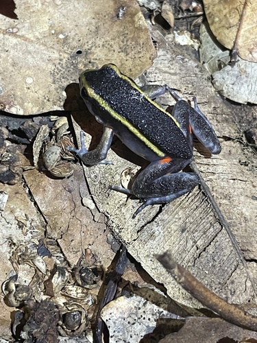 Gold-striped Frog