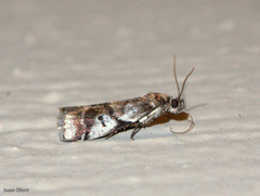 Acrobasis tricolorella