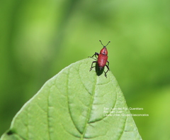 Rhodobaenus sanguineus