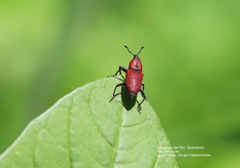 Rhodobaenus sanguineus