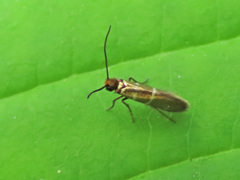 Micropterix aruncella