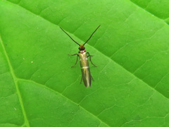 Micropterix aruncella