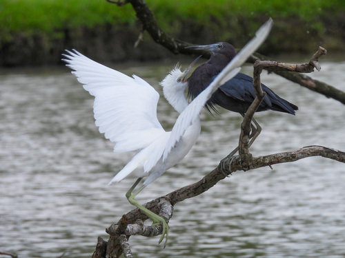 Little Blue Heron (Egretta caerulea), a species recorded in Delaware
