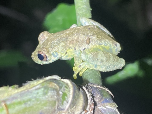 Madre de Dios Snouted Treefrog, Scinax ictericus