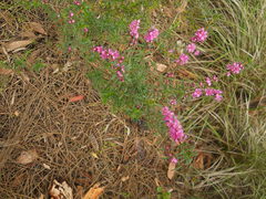 Hypocalymma robustum
