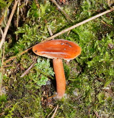Lactarius eucalypti