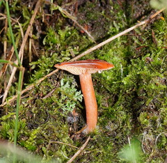 Lactarius eucalypti