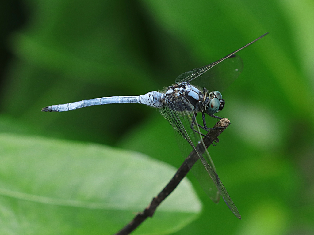 Mangrove Skimmer