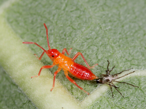 Large Milkweed Bug, photo 5 of 9
