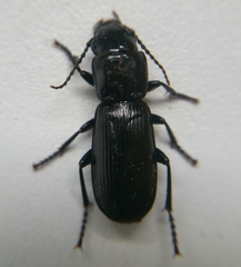 Pterostichus cylindricus