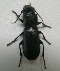 Pterostichus cylindricus