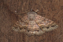 Eudesmeola lawsoni