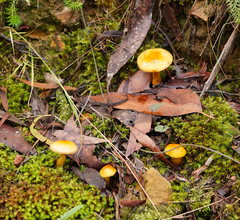 Cortinarius sinapicolor