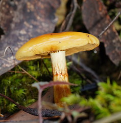 Cortinarius sinapicolor
