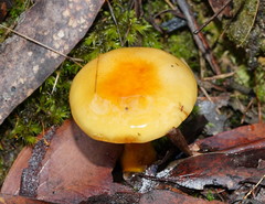 Cortinarius sinapicolor