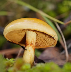 Cortinarius sinapicolor