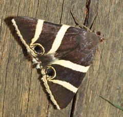 Grammodes ocellata