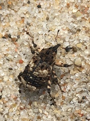 Cryptorhynchus lapathi