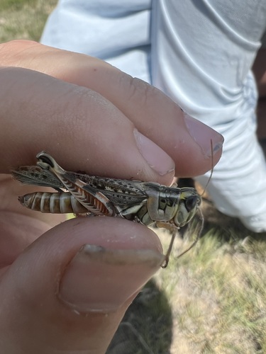 Regal Grasshopper photo 2