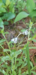 Myosotis