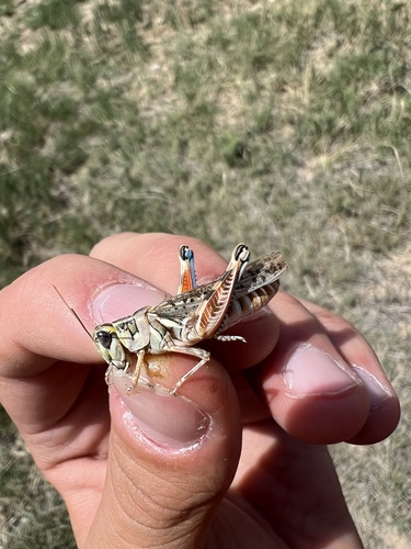 Regal Grasshopper photo 3