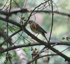 Turdus rufopalliatus