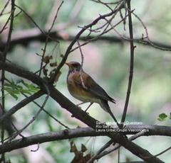 Turdus rufopalliatus