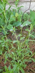 Myosotis