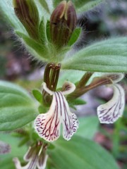 Ajuga laxmannii