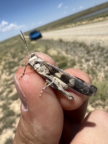 Platte Range Grasshopper photo 4