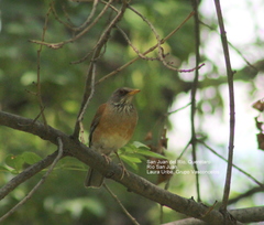 Turdus rufopalliatus