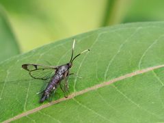 Synanthedon