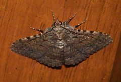 Polydesma umbricola