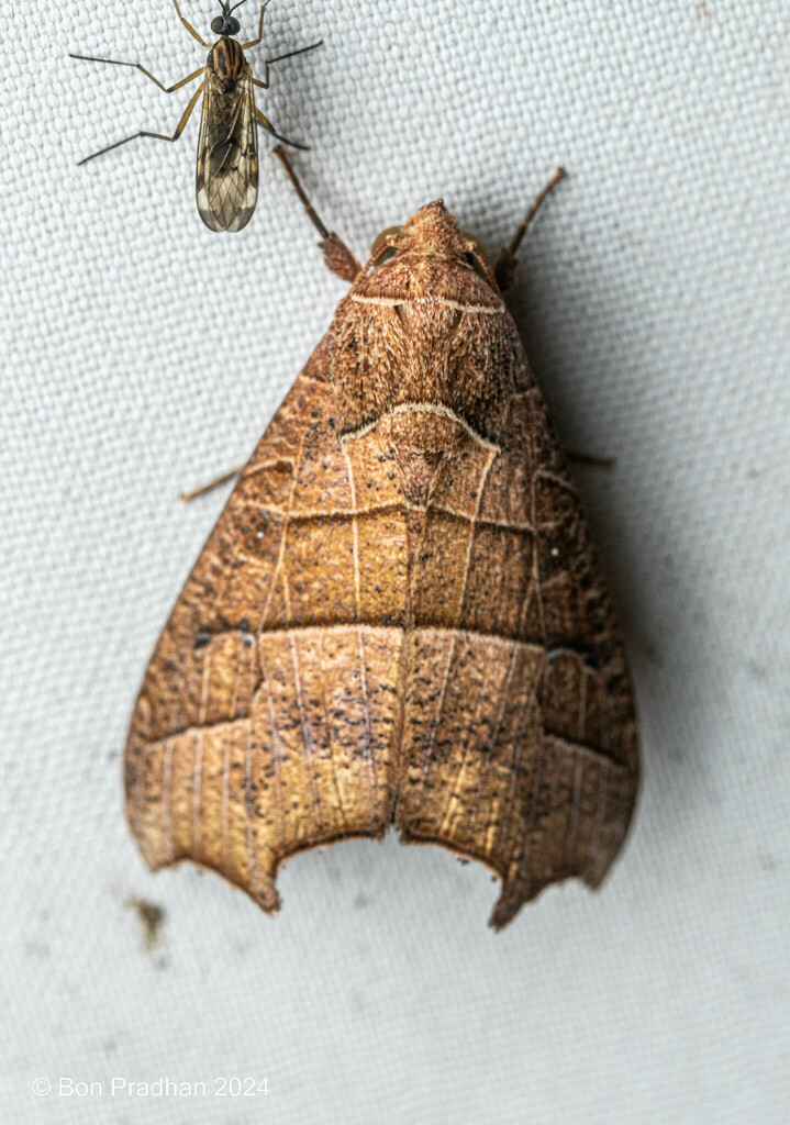 Gonitis mesogona