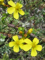 Hypericum barbatum