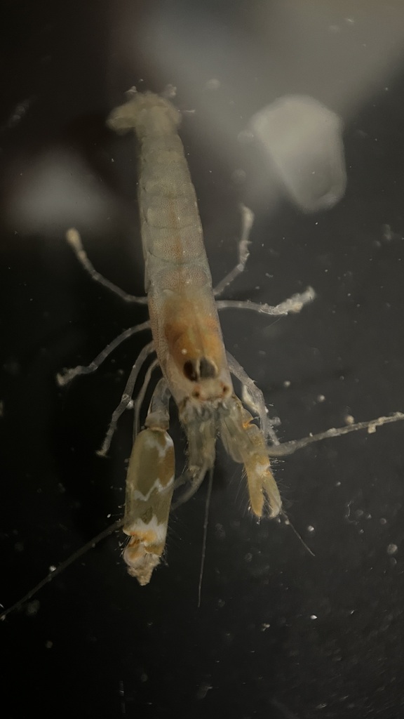 Social snapping shrimp