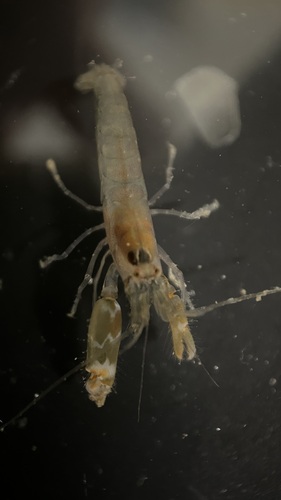 Alpheus parasocialis observed 2024-07-20