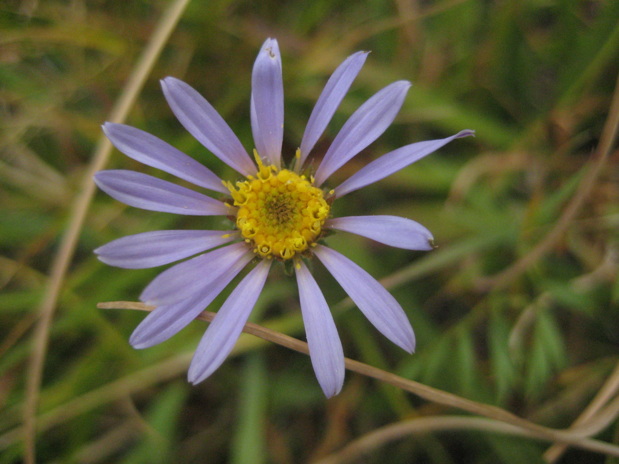 Oreostemma alpigenum var. andersonii