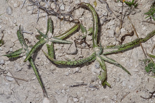 Image of Manfreda maculosa by (c) Michelle W. （鍾偉瑋）, some rights reserved (CC BY)