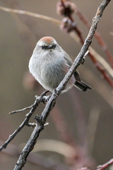 White-Browed Tit-Warbler photo 3