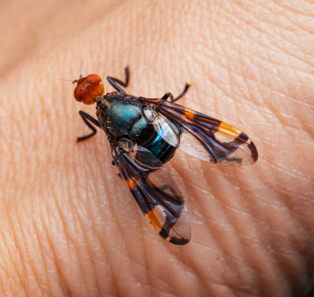Loxonevra pictipennis