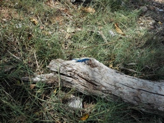 Cnemidophorus espeuti
