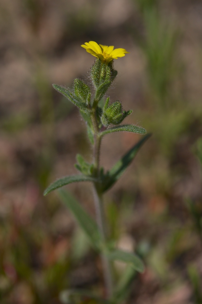 Kyhosia