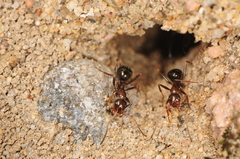 Formica incerta