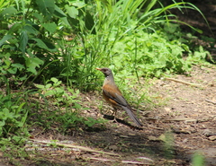Turdus rufopalliatus