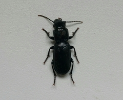 Pterostichus cylindricus