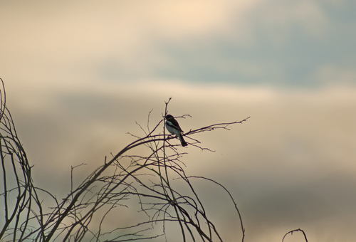 Pied Honeyeater