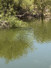 Alligator mississippiensis