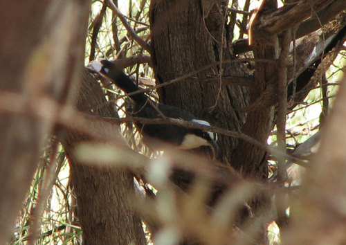 Pomatostomus halli